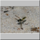 Crabro peltarius - Grabwespe w15b 11mm Teverener Heide.jpg